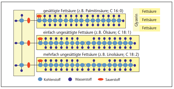 Fig. 1: Structure of fats and fatty acids 